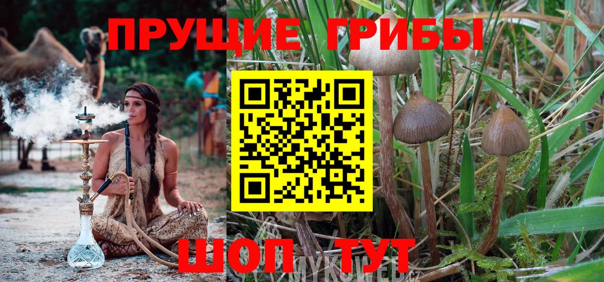 Псилоцибиновые грибы Cubensis Волоколамск